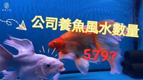 風水魚 數量|養對魚數：財運滾滾來